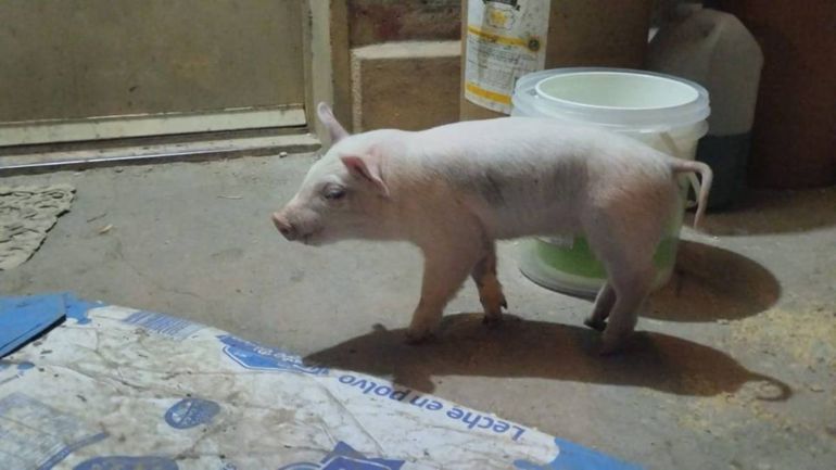 La hermosa chanchita que era mascota de la nena cipoleña.