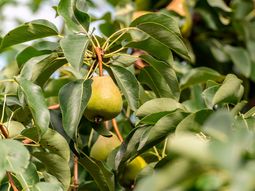 Menor disponibilidad de peras para la exportación, fue una de las claves de esta desaceleración. Menor disponibilidad de peras para la exportación, fue una de las claves de esta desaceleración.