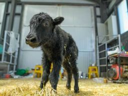 El pequeño, de pelaje completamente negro, llegó al mundo por cesárea. El pequeño, de pelaje completamente negro, llegó al mundo por cesárea.