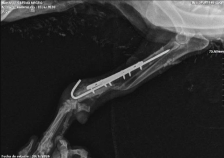 Una radiografía mostró que, probablemene, en el pasado la perra agredida tuvo un hogar donde le garantizaban cuidados veterinarios: tiene una pieza de metal en una pierna que se fracturó. Una radiografía mostró que, probablemene, en el pasado la perra agredida tuvo un hogar donde le garantizaban cuidados veterinarios: tiene una pieza de metal en una pierna que se fracturó.