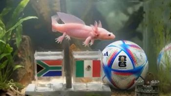tras los pasos del pulpo paul: quien es paco, el exotico animal que podria ser el chaman de la copa del mundo tras los pasos del pulpo paul: quien es paco, el exotico animal que podria ser el chaman de la copa del mundo