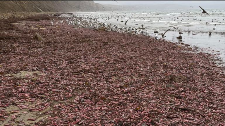 La playa invadida por el pez pene (archivo). La playa invadida por el pez pene (archivo).