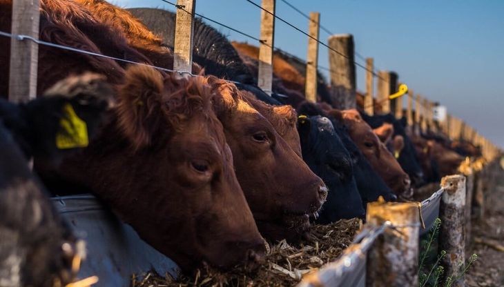 La suba del novillo impulsa al alza los márgenes del feedlot.