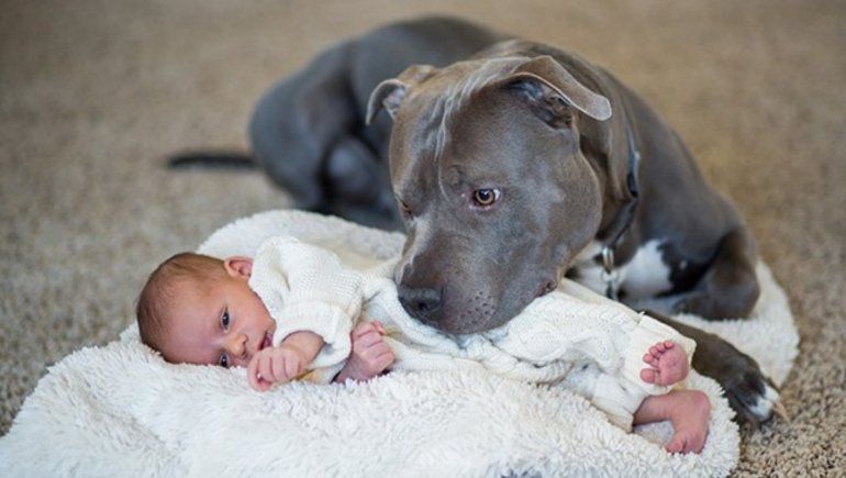 Twitter: tierno perrito se convierte en niñera y conmueve en las redes. | Foto referencial.