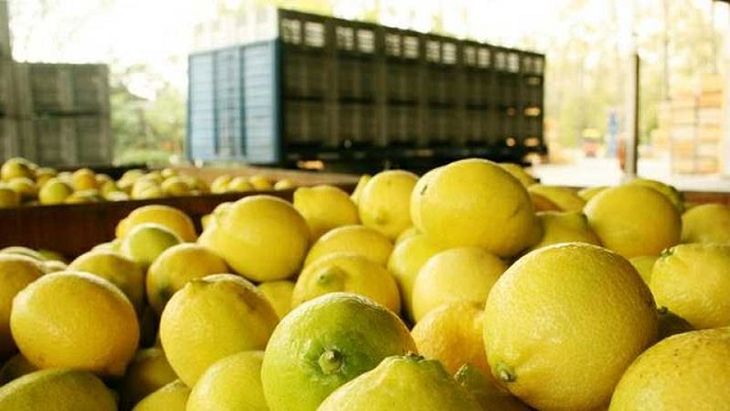 El sector citrícola atraviesa una situación crítica por el aumento de costos laborales, los problemas logísticos y el estancamiento de los precios internacionales de la fruta. El sector citrícola atraviesa una situación crítica por el aumento de costos laborales, los problemas logísticos y el estancamiento de los precios internacionales de la fruta.
