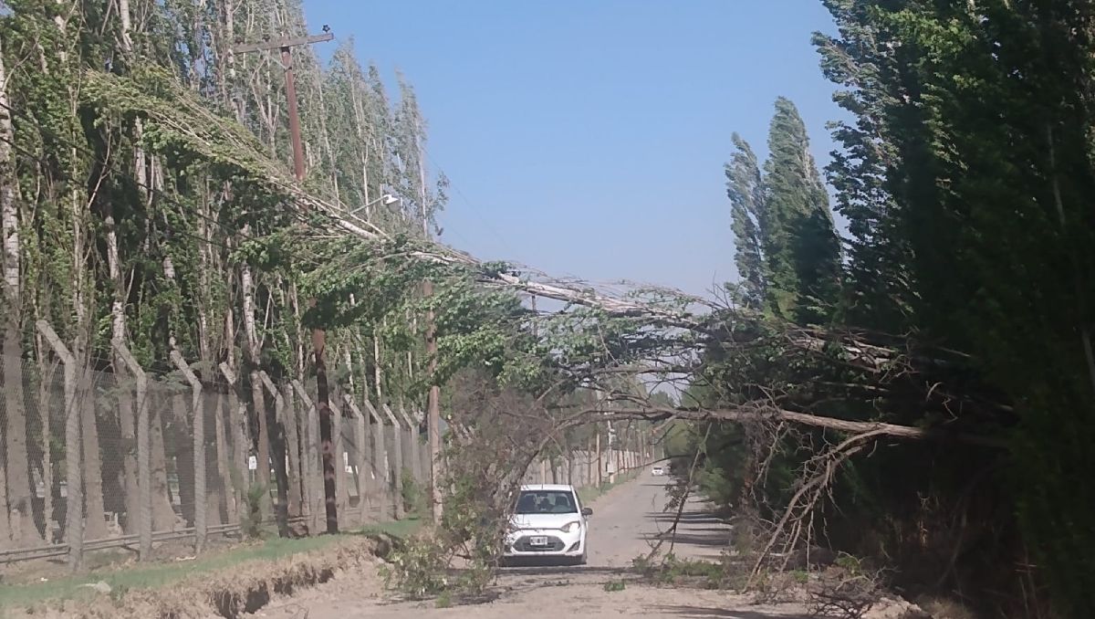 Ráfagas de 80 km/h volaron techos y voltearon árboles en Neuquén