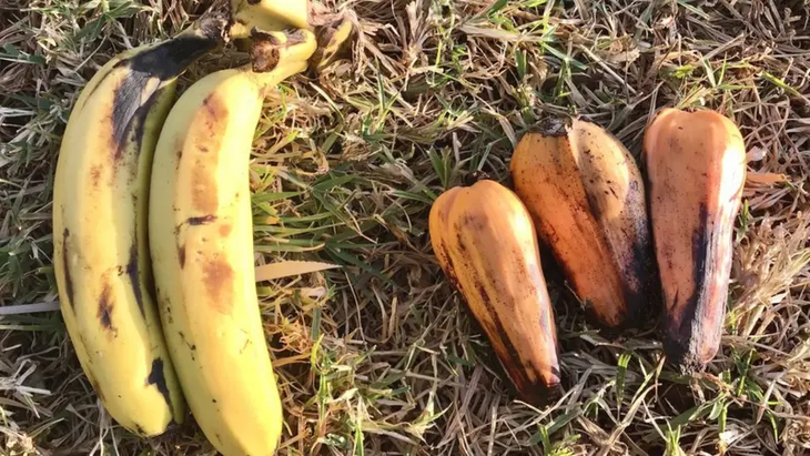El fruto del banano (izquierda) y el ensete (derecha), parte del menú que preparan los científicos para las próximas décadas. El fruto del banano (izquierda) y el ensete (derecha), parte del menú que preparan los científicos para las próximas décadas.