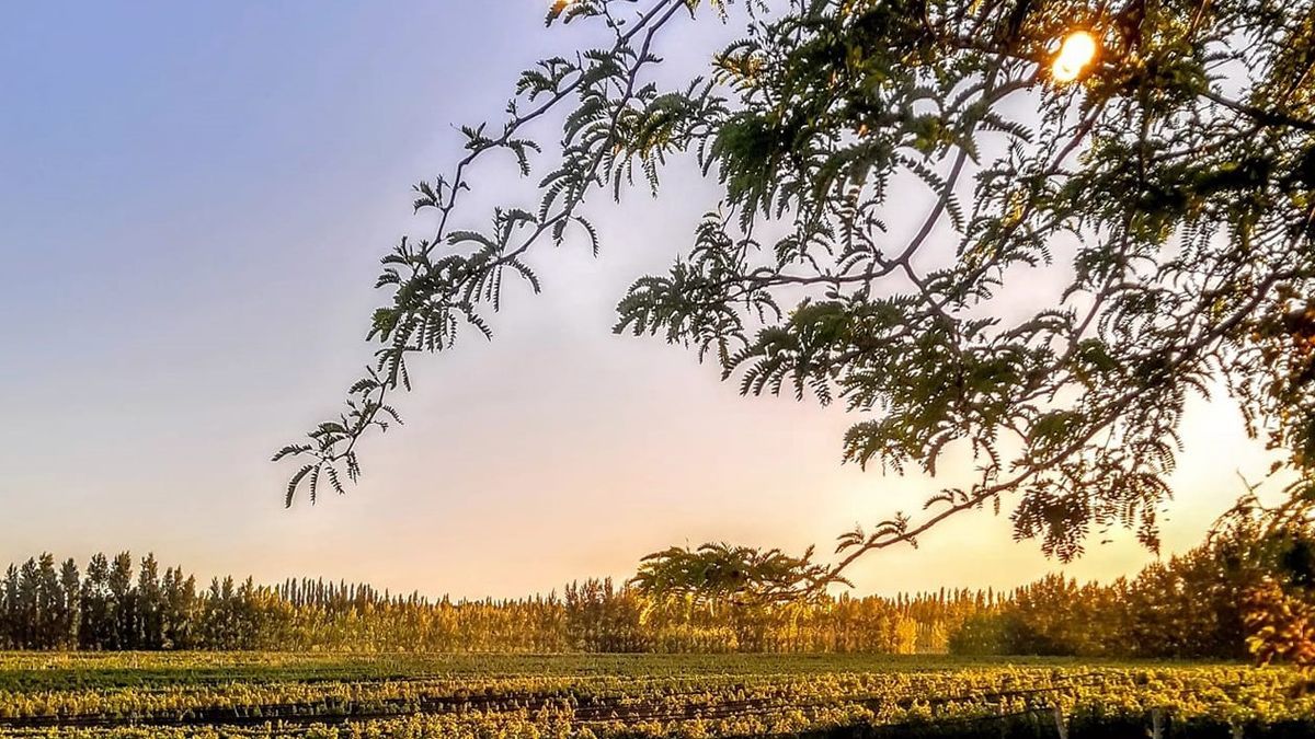 San Patricio del Chañar se destaca por sus características para el cultivo de la vid. Foto: @malmawines