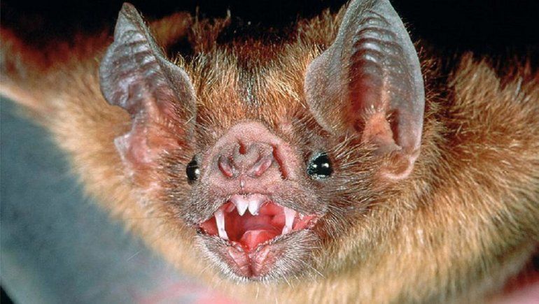 Por un murciélago con rabia tuvieron que vacunar a perros y gatos en Bahía Blanca