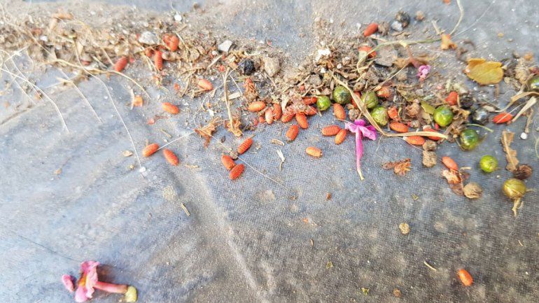 Vecinos del Huiliches en alerta porque tiran veneno en las veredas