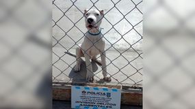 Lo detuvieron por maltratar a su perro y subir el video a Facebook