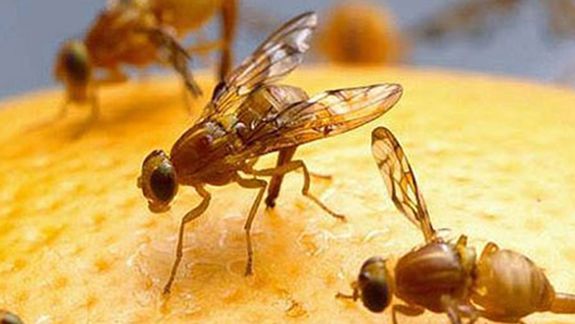 La presencia de mosca de los frutos en la región condicional las exportaciones de frutas de la región afectada.