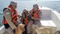 misiones: dos perros le salvaron la vida a un nene de 9 anos