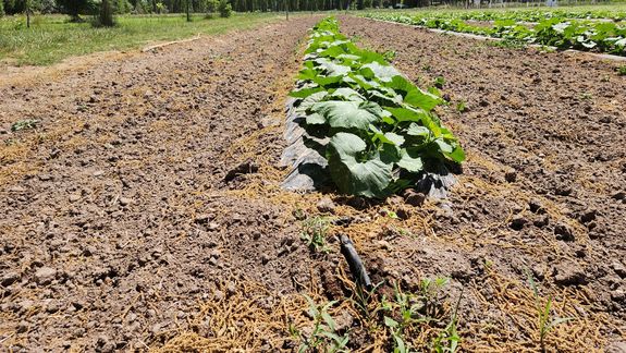 Verduras y hortalizas agroecológicas para comedores de la UNCo