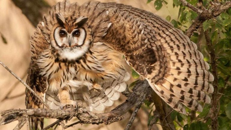 Una visita inesperada: un búho rayado sorprendió a todos en la Legislatura de Neuquén