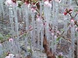 Las heladas generan enormes daños en la producción frutícola.