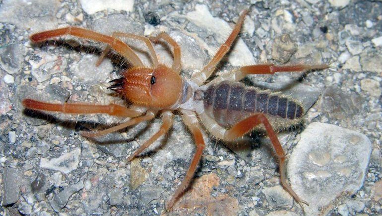 Descubrieron una nueva especie de arácnido que come carne