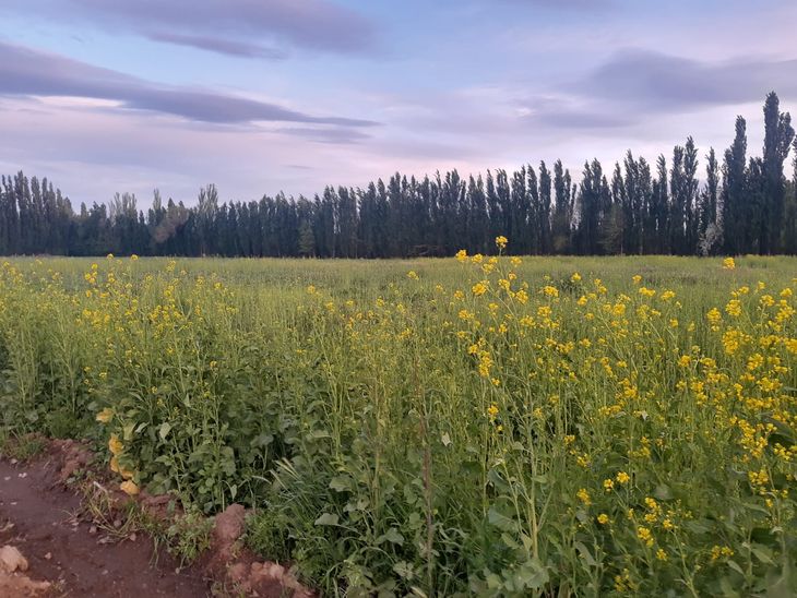 La producción de granos de mostaza comienza en el trabajo de la tierra. Foto: gentileza Arytza. La producción de granos de mostaza comienza en el trabajo de la tierra. Foto: gentileza Arytza.