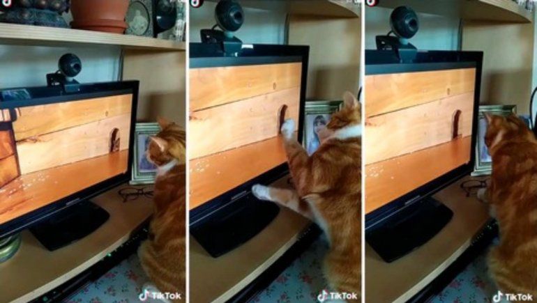 TikTok: gato intenta atrapar a un ratón en una pantalla de TV.