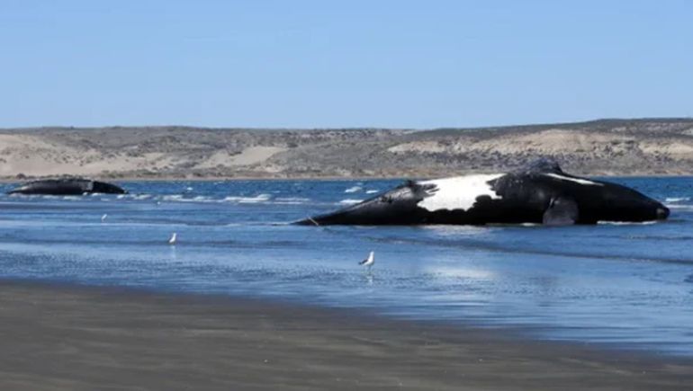 Chubut: las 71 ballenas franca austral muertas representan un récord anual.