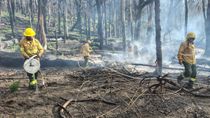 principio de incendio forestal en valle magdalena: rapido y fuerte operativo para contener el fuego principio de incendio forestal en valle magdalena: rapido y fuerte operativo para contener el fuego