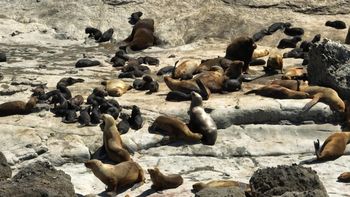 Lobos marinos en Punta Marqués, Chubut. Lobos marinos en Punta Marqués, Chubut.