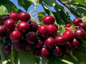 La variedad Pacific Red, que pertenece al mismo programa que Nimba (origen californiano), constituye una variedad de fruta redonda, color entre rojo caoba y rojo oscuro.