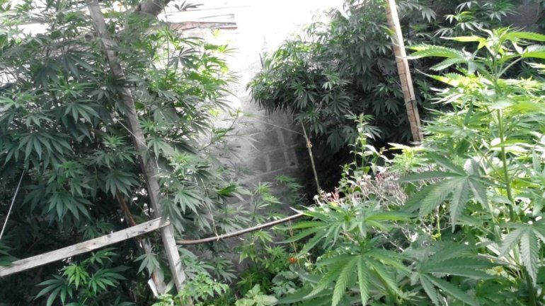 Secuestraron 25 plantas de marihuana y balanzas de precisión durante un operativo en Zapala
