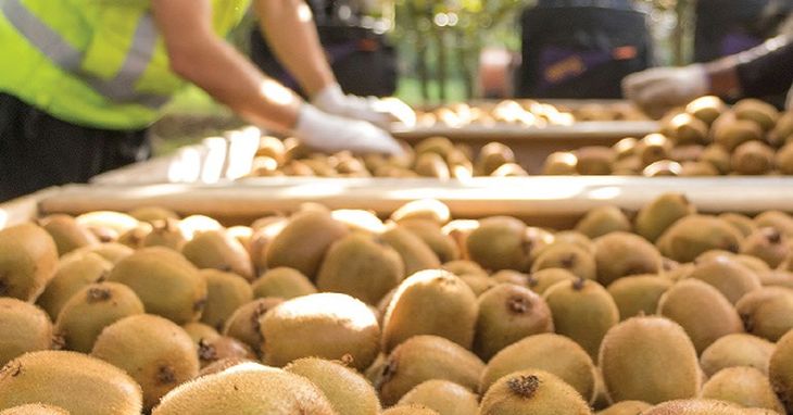 El kiwi logró buenos retornos en los mercados internacionales. El kiwi logró buenos retornos en los mercados internacionales.