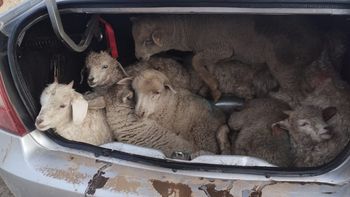Un caso insólito, pero cada vez más común en la zona: se roban los animales vivos y los cargan en el baúl del auto. Un caso insólito, pero cada vez más común en la zona: se roban los animales vivos y los cargan en el baúl del auto.