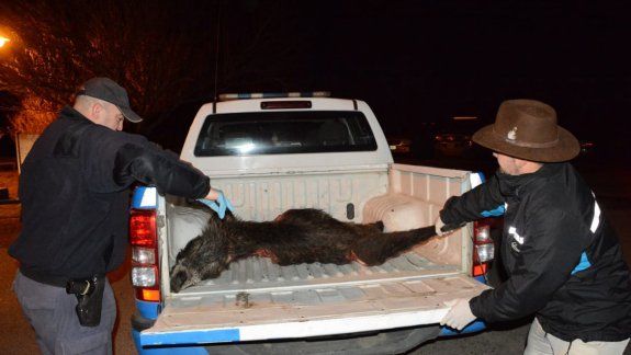 Caza furtiva: detuvieron a un guardaparque con un jabalí