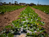 Tierras fragmentadas en minifundios: principal obstáculo para la viabilidad económica actual. Foto: EL País.