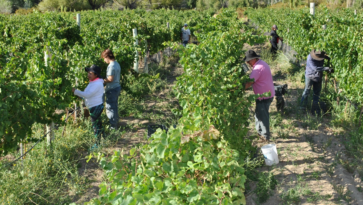La familia Liberatori a pleno durante una jornada en los viñedos de Taquimilán.