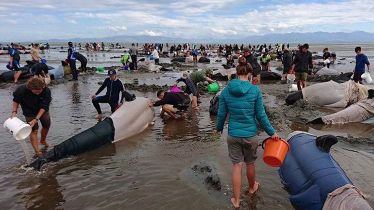 Más de 400 ballenas murieron encalladas en Nueva Zelanda