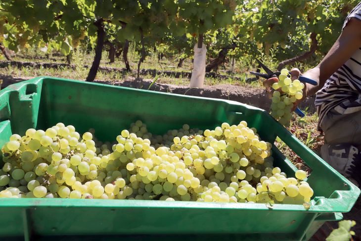 El consumo de vino en Argentina cayó a menos de 16 litros per cápita anuales. El consumo de vino en Argentina cayó a menos de 16 litros per cápita anuales.