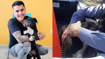 el perrito golpeado en oro fue adoptado por uno de los policias que lo rescato el perrito golpeado en oro fue adoptado por uno de los policias que lo rescato