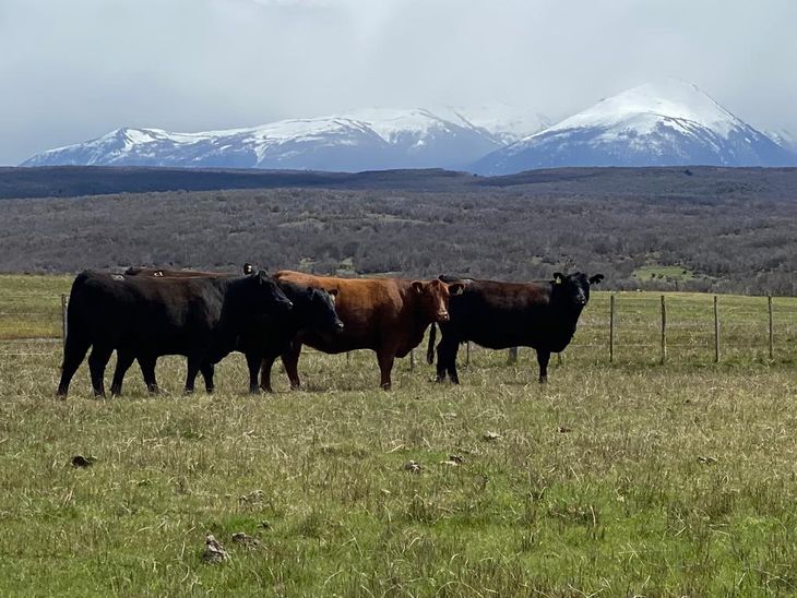 Angus, una raza cada vez más consolidada en la Patagonia. Angus, una raza cada vez más consolidada en la Patagonia.