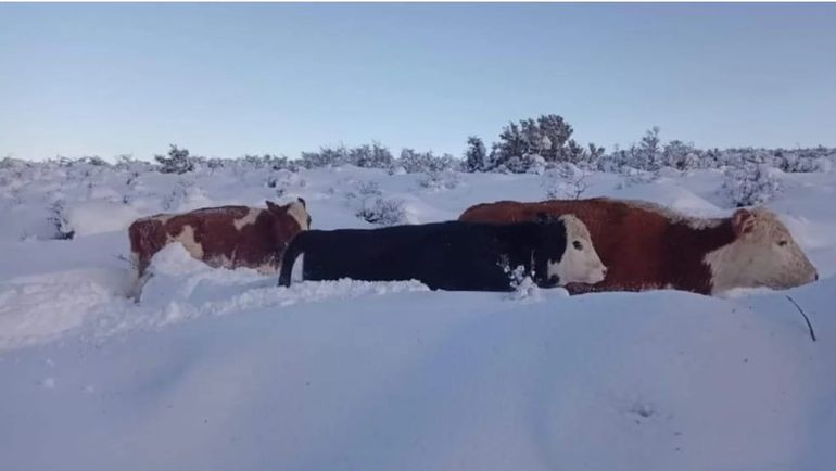 Recién en septiembre, cuando se pueda acceder a los campos hoy aislados, se tendrán datos precisos sobre las muertes de animales y las pérdidas del campo en Chubut. Recién en septiembre, cuando se pueda acceder a los campos hoy aislados, se tendrán datos precisos sobre las muertes de animales y las pérdidas del campo en Chubut.