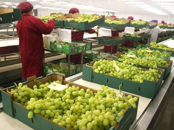 Perú lidera las exportaciones de uvas de mesa del hemisferio sur.