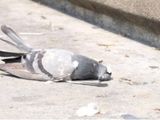 Palomas muertas en Comodoro Rivadavia.