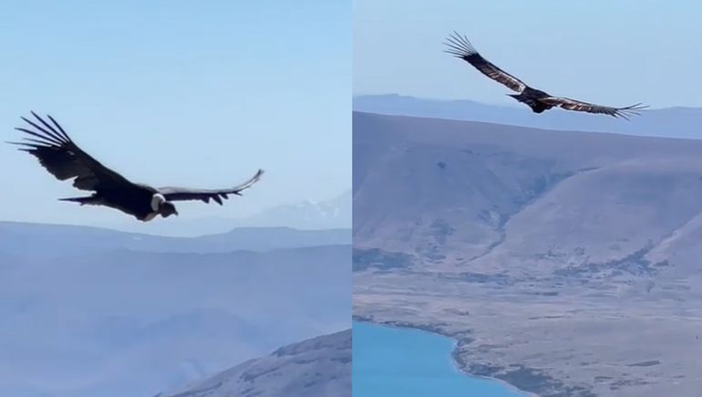 El emocionante momento que vivió una neuquina al filmar un cóndor a pocos metros