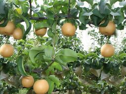 asi es el protocolo entre china y argentina que regula la importacion de peras y manzanas