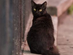 Refugios y veterinarias refuerzan controles durante Halloween para evitar adopciones impulsivas y proteger a los animales del maltrato. Refugios y veterinarias refuerzan controles durante Halloween para evitar adopciones impulsivas y proteger a los animales del maltrato.