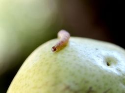 De la capacitación al campo: nuevos profesionales listos para la temporada frutícola. De la capacitación al campo: nuevos profesionales listos para la temporada frutícola.