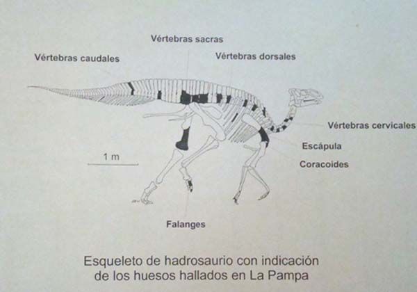 Coria presentó en sociedad al primer dinosaurio pampeano