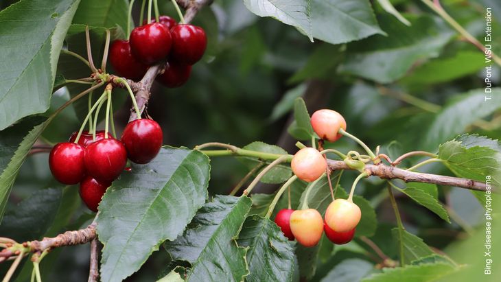Millones de dólares son lo que pierde la industria de cerezas por la enfermedad LCD. Millones de dólares son lo que pierde la industria de cerezas por la enfermedad LCD.