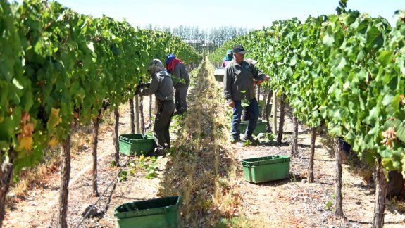 Los cosechadores no pueden perder tiempo cuando las uvas ya tienen la madurez suficiente. Allí empieza el primer paso del largo proceso de la vinificación.