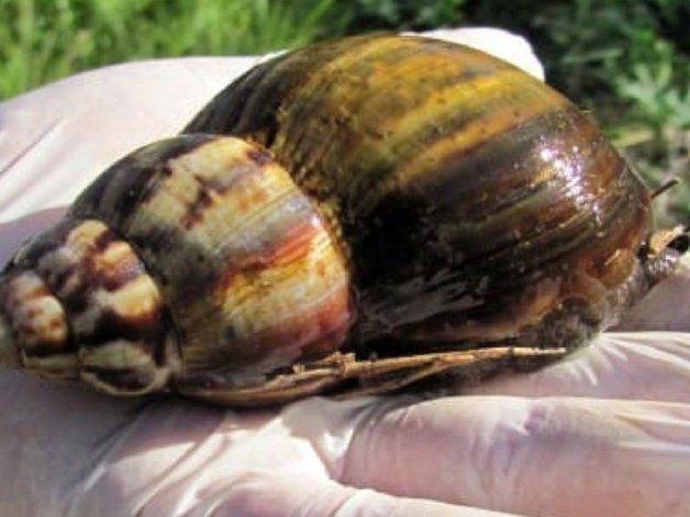 La increíble invasión del caracol gigante africano