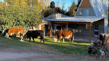 Las vacas de una comunidad mapuche invaden las casas en Mari Menuco