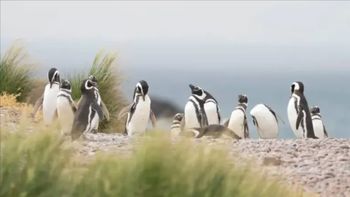 El Gobierno de Chubut avisó que ya no se podrán avistar pingüinos en Punta Tombo. El Gobierno de Chubut avisó que ya no se podrán avistar pingüinos en Punta Tombo.